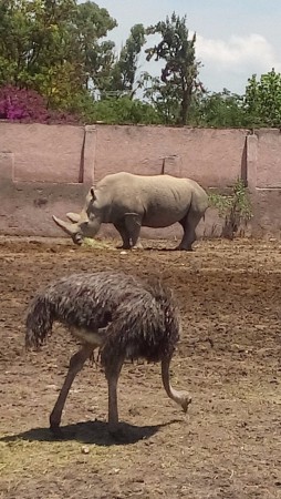 Gonzalo Rodríguez (Zoológico Wameru)